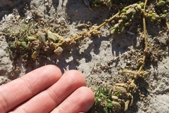 Chenopodium detestans