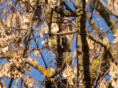Parus major