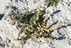 Chenopodium detestans