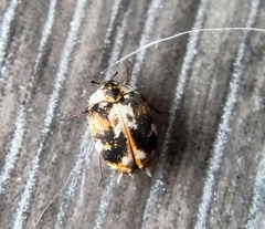 Anthrenus picturatus