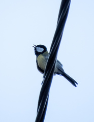 Parus major