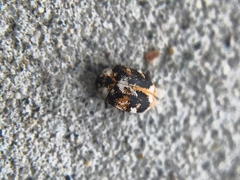 Anthrenus picturatus