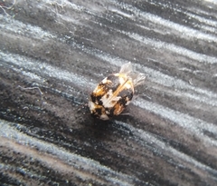 Anthrenus picturatus
