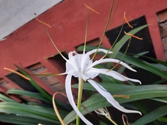 Hymenocallis speciosa