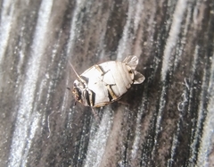 Anthrenus picturatus