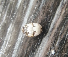 Anthrenus picturatus