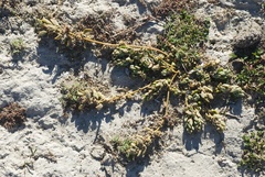 Chenopodium detestans