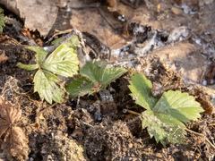 Fragaria vesca