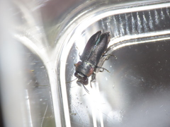 Anthaxiini