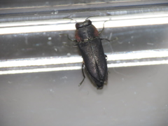 Anthaxiini