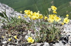 Helianthemum oelandicum orientale