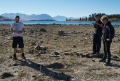 Chenopodium detestans
