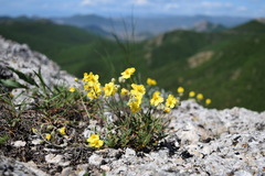 Helianthemum oelandicum orientale