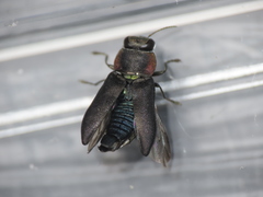 Anthaxiini