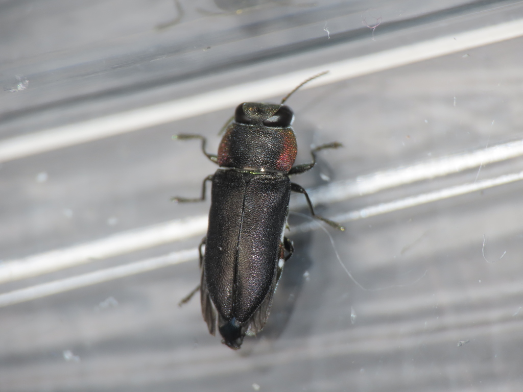 Anthaxia clio
