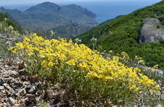 Helianthemum oelandicum orientale