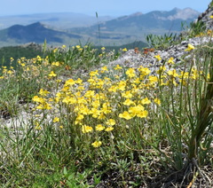 Helianthemum oelandicum orientale