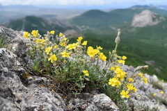 Helianthemum oelandicum orientale