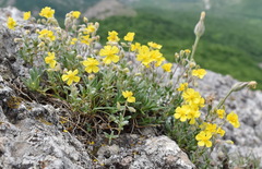 Helianthemum oelandicum orientale