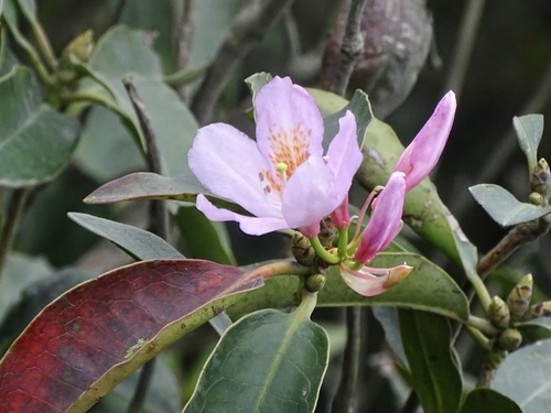 Rhododendron moulmainense, photograph 5