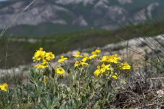 Helianthemum oelandicum orientale