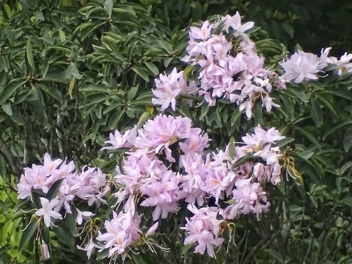 Rhododendron moulmainense, photograph 6