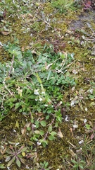 Draba verna