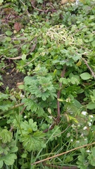 Lamium amplexicaule
