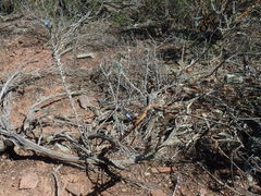 Lobostemon echioides