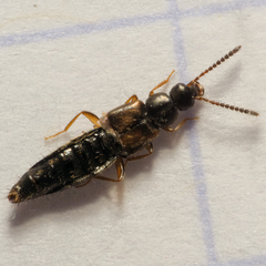 Atheta aeneicollis