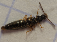 Atheta aeneicollis