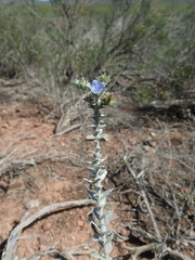 Lobostemon echioides