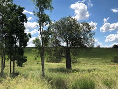 Brachychiton rupestris