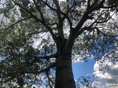 Brachychiton rupestris