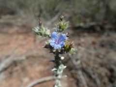 Lobostemon echioides