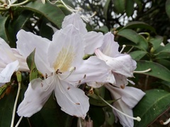 Rhododendron moulmainense