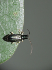 Pseudotheopea sauteri