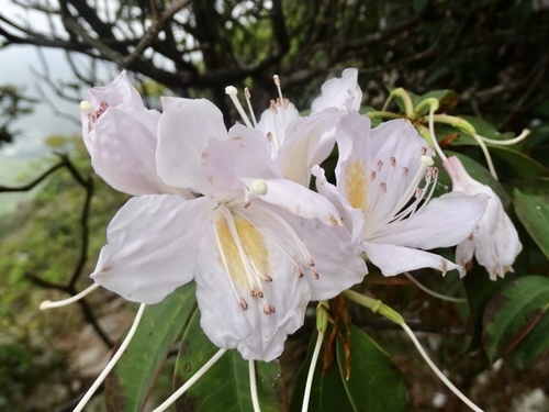 Rhododendron moulmainense, photograph 2