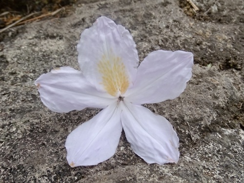 Rhododendron moulmainense, photograph 3