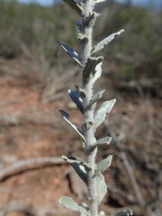 Lobostemon echioides