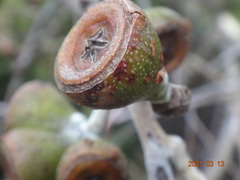 Eucalyptus tenuiramis