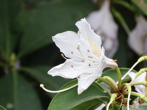 Rhododendron moulmainense, photograph 4
