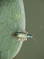 Pseudotheopea sauteri