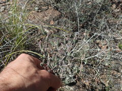 Drosanthemum lavisii