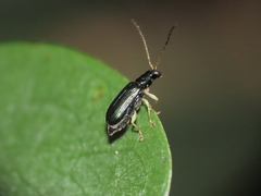 Pseudotheopea sauteri