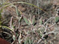 Drosanthemum lavisii