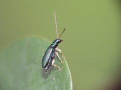 Pseudotheopea sauteri