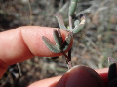 Drosanthemum lavisii