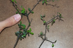 Pittosporum divaricatum