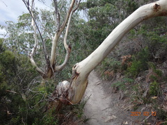 Eucalyptus tenuiramis
